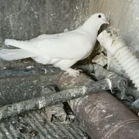کبوتر سسلی زیل آغ