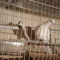 کبوتر خانگی|پرنده|همدان, |دیوار