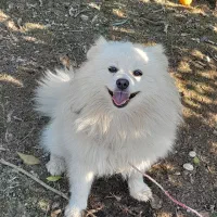 سگ پاکوتاه پامرانیان