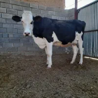 یه راس گاو شکم دوم، ۶ماه ابستن،شیر ۱۵ تا۱۹کیلو