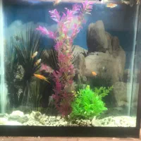 اکواریوم با لوازم و ماهی
