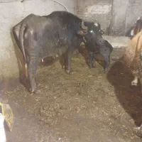 گاومیش|حیوانات مزرعه|اردبیل, |دیوار