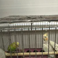عروس هلندی و مرغ عشق