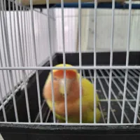 یه جفت طوطی برزیلی کاملا رام و دستی|پرنده|باقرشهر, |دیوار