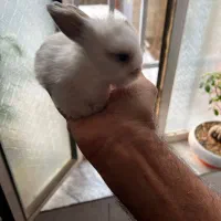 فروش بچه خرگوش آنگورا وجرسی ولوپی ومینیاتوری