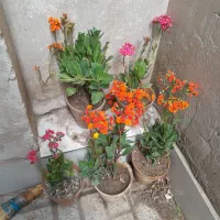 گل  سالم