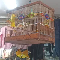 انواع سهره قناری چهار گل قفس چوبی وغیر، تماس|پرنده|مشهد, عنصری|دیوار