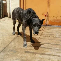 سگ گردین|سگ|شیراز, محراب|دیوار