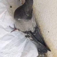 سبز پلنگ کلایی ماده همچین درست با سبز|پرنده|بم, |دیوار