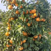 تغذیه اصولی کشت و کار و باغات