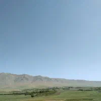 من زنبور دارم دنبال جاهستم