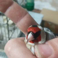 ۶تا سره درج یک