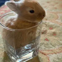 خرگوش خرگوش لوپ