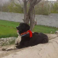 واگذاری ی قلاده توله لاس ی ساله همه چیز تموم