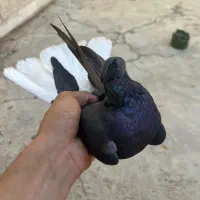 ذاغ دمسفید سینم