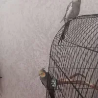 عروس هلندی گمشده