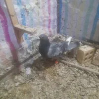 سبز نر صید|پرنده|بجنورد, |دیوار