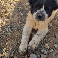 فروش سگ قدرجونی لاس