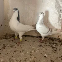 کبوتررنگی|پرنده|اقبالیه, |دیوار