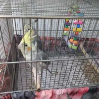 عروس هلندی|پرنده|قم, علی آباد سعدگان|دیوار