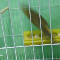 قناری|پرنده|پرند, فاز ۲|دیوار