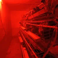 فروش تخم مرغ محلی مستقیم از تولید کننده