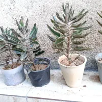 گل ها|گل و گیاه طبیعی|شیراز, کفترک|دیوار