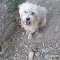 گم شده|حیوانات|دزفول, |دیوار