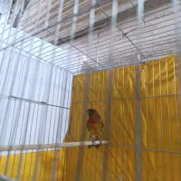 دو عدد قناری نر  در حد شلاقی