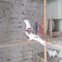 کفتر.ماده .پشت دار|پرنده|تهران, بهاران|دیوار