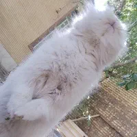 واگذاری خرگوش لپی