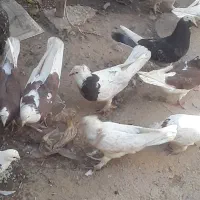 تعد اد۳۰الی ۴۰عدد کبوتر درهم فروشی|پرنده|خانمیرزا, |دیوار