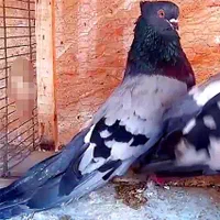 کبوتر سبز، سفید و زاغ کاکُلی (نوک کوتاه)|پرنده|تهران, بوستان سرخه حصار|دیوار