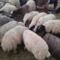 بره سبک|حیوانات مزرعه|کاشان, راوند|دیوار