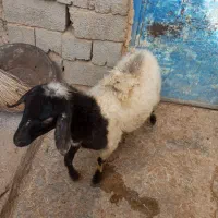 بز آبستن و بز بزغاله و گوسفنده آبستن و کاور ماده|حیوانات مزرعه|سارال, |دیوار