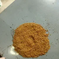 بذر یونجه ماران درجه یک