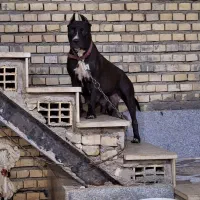 واگذاری سگ پیتبول ماده