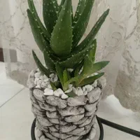 گل زیبا و لوکس الوئه ورا