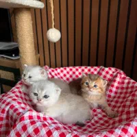 ۵ قلاده گربه اصیل اسکاتیش|گربه|چالوس, |دیوار