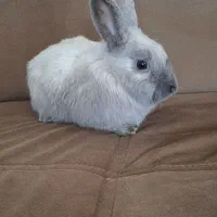 خرگوش (نر و بالغ)