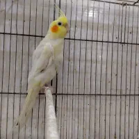 یه جفت عروس هلندی لوتینو|پرنده|خرمشهر, |دیوار