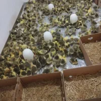 پخش جوجه غاز ۶ روزه دورگه