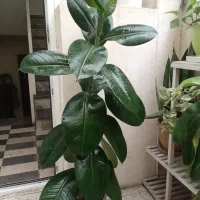 گل آپارتمانی فیکوس