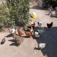 خروس|حیوانات مزرعه|اردبیل, |دیوار