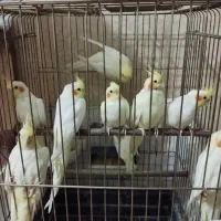 تعدادی عروس هلندی لوتینو چشم قرمز