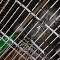 سیره|پرنده|خرمآباد, |دیوار