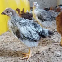 نیمچه محلی جوجه