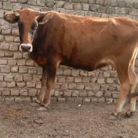 گاو آبستن 4ماه سنو گراف شده شیر 8ک