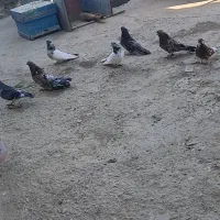 کفتر|پرنده|نهاوند, |دیوار
