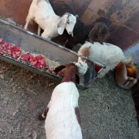 بزغاله ماده